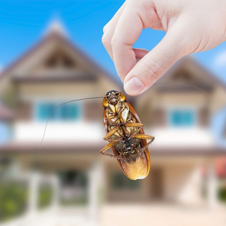 Shield Your Space: Revolutionary Pest Control Solutions for a Safer Tomorrow | Inzila