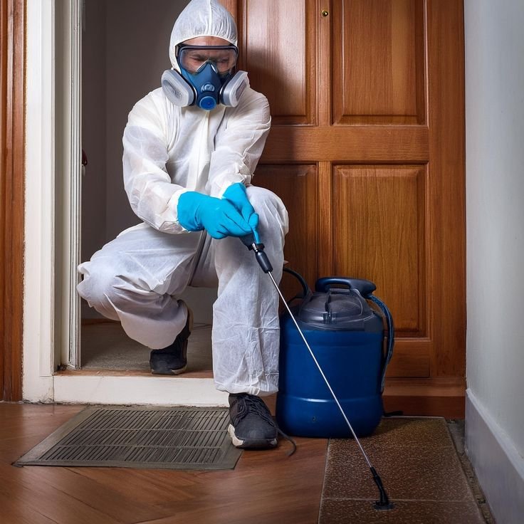 Bye-Bye Termites: Revolutionary Termite Control Services | Inzila