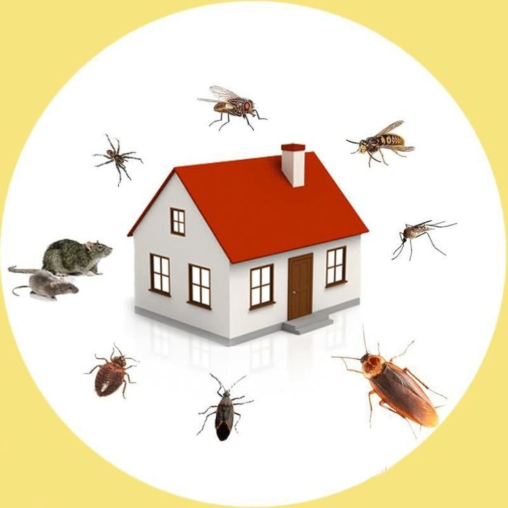 Our Local Pest Control Experts – Fast Response, Lasting Results | Inzila
